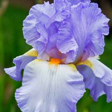 Bearded Iris 'Oui Madame' German Iris